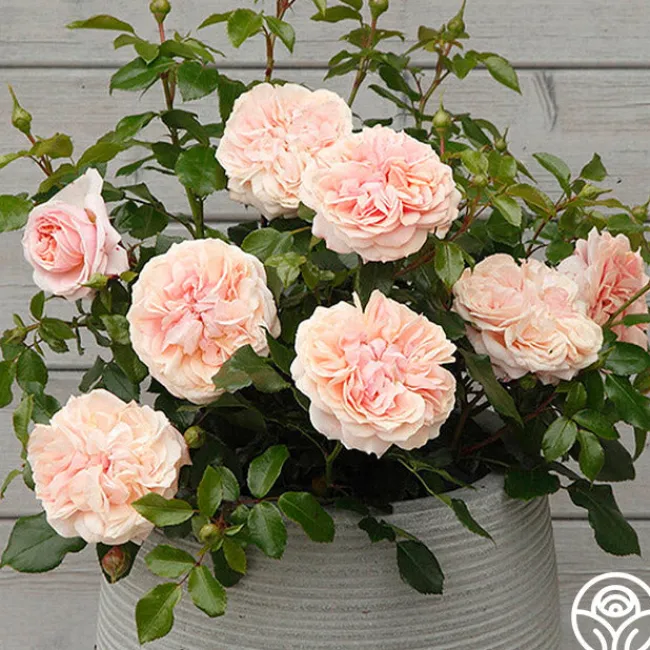 Veranda® Cream>Heirloom Roses Clearance