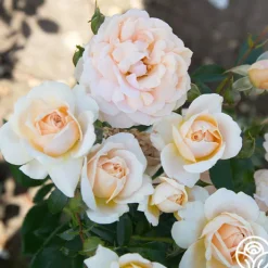 Veranda® Cream><noscript><img width=