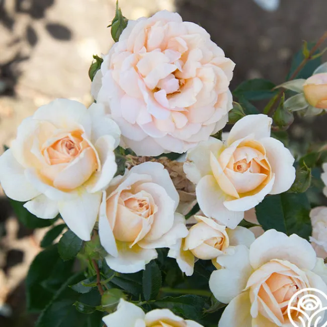 Veranda® Cream>Heirloom Roses Clearance