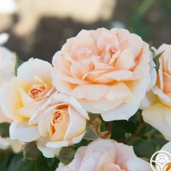 Veranda® Cream><noscript><img width=