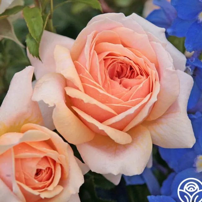 Veranda® Cream>Heirloom Roses Clearance