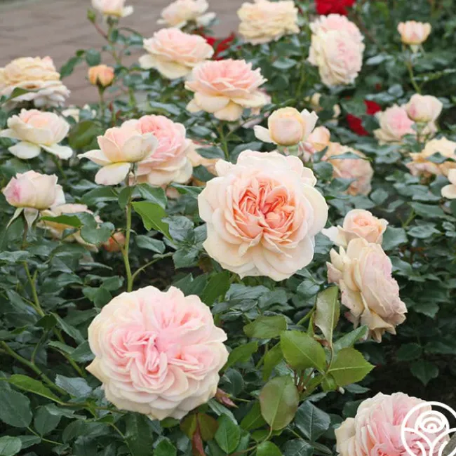 Veranda® Cream>Heirloom Roses Clearance