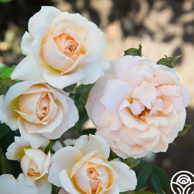 Veranda® Cream>Heirloom Roses Clearance