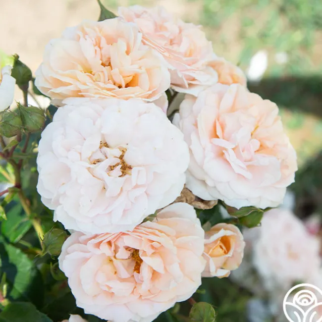 Veranda® Cream>Heirloom Roses Clearance