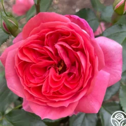 Veranda® Jolie>Heirloom Roses Best
