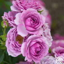 Veranda® Lavender>Heirloom Roses Discount