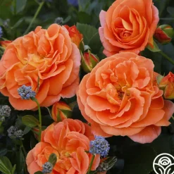 Veranda® Mango>Heirloom Roses New