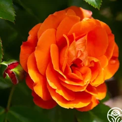 Veranda® Mango>Heirloom Roses New