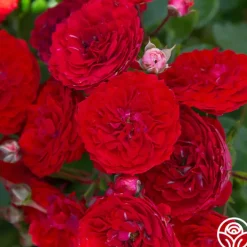 Veranda® Roxanne>Heirloom Roses Discount