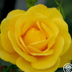 Veranda® Sunbeam>Heirloom Roses Outlet