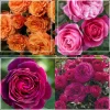 Vibrant Bouquet Collection>Heirloom Roses Best