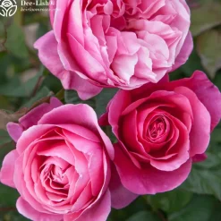 Vibrant Bouquet Collection><noscript><img width=