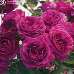 Vibrant Bouquet Collection><noscript><img width=