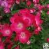 Vif Eclat>Heirloom Roses Sale