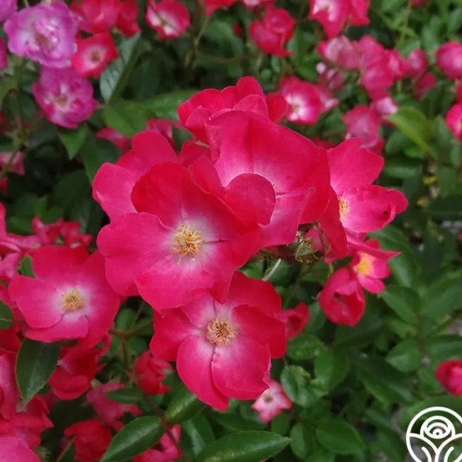 Vif Eclat>Heirloom Roses Sale