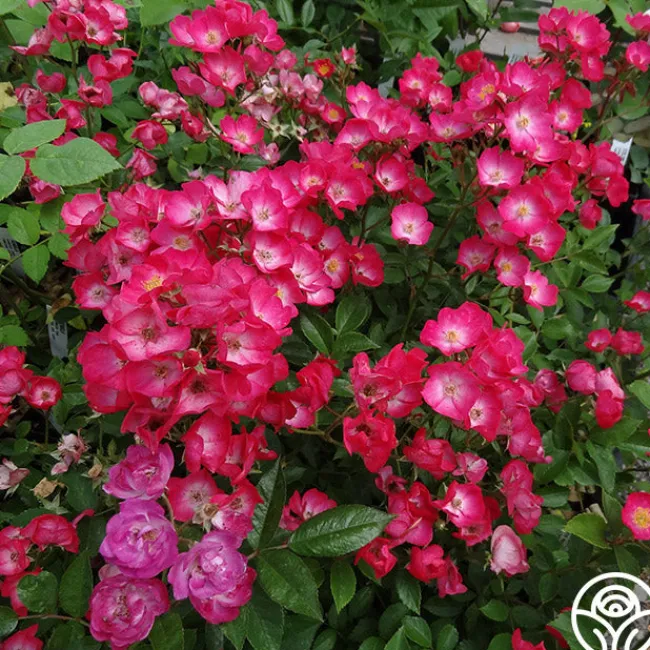 Vif Eclat>Heirloom Roses Sale