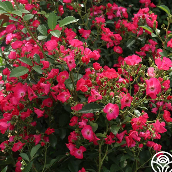 Vif Eclat>Heirloom Roses Sale