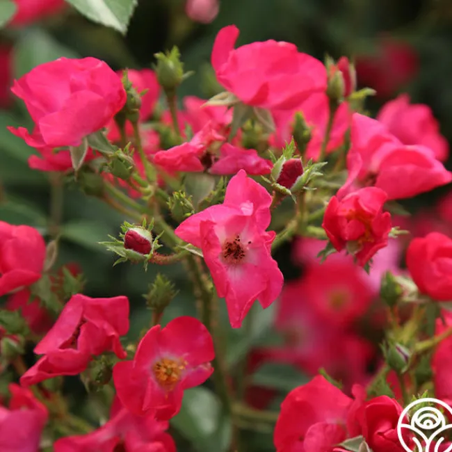 Vif Eclat>Heirloom Roses Sale
