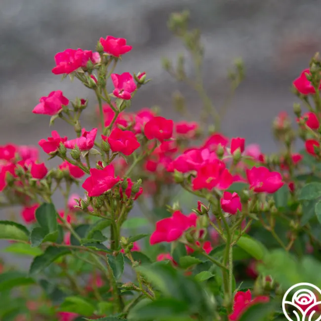 Vif Eclat>Heirloom Roses Sale