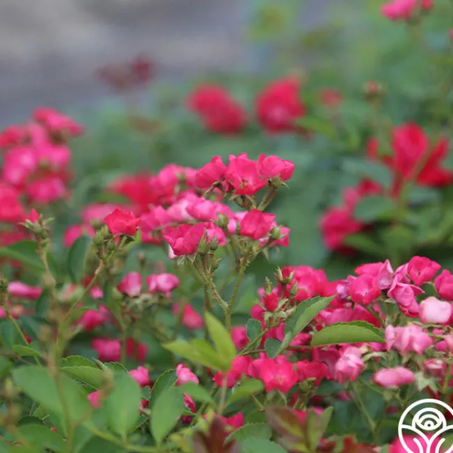 Vif Eclat>Heirloom Roses Sale