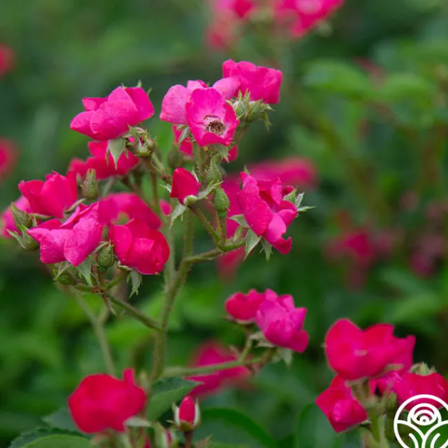 Vif Eclat>Heirloom Roses Sale