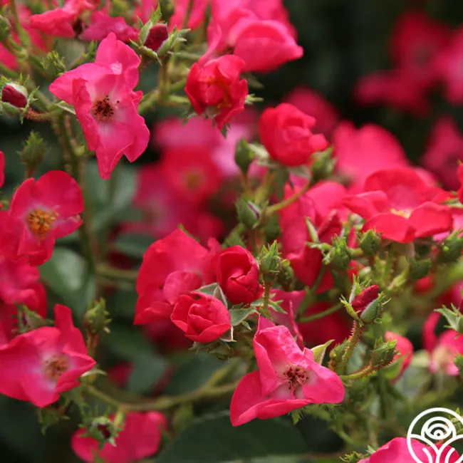 Vif Eclat>Heirloom Roses Sale