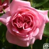 Viking Queen>Heirloom Roses Outlet