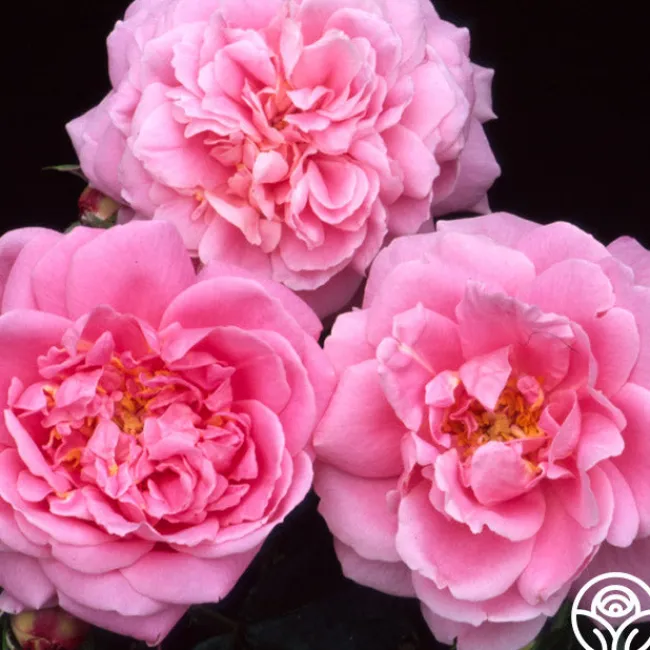 Viking Queen>Heirloom Roses Outlet