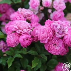 Vineyard Song>Heirloom Roses Discount