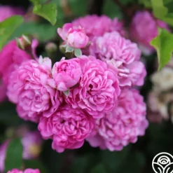 Vineyard Song><noscript><img width=
