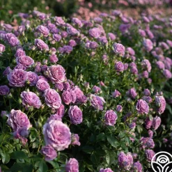 Violet's Pride™>Heirloom Roses Online