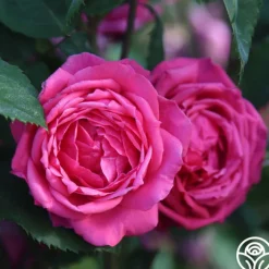 Virginia Reel>Heirloom Roses Hot