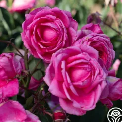 Virginia Reel><noscript><img width=
