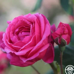 Virginia Reel><noscript><img width=
