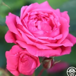 Virginia Reel><noscript><img width=