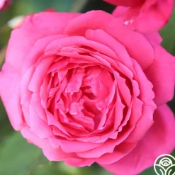 Virginia Reel><noscript><img width=