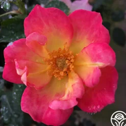 Watercolors Home Run®>Heirloom Roses Outlet