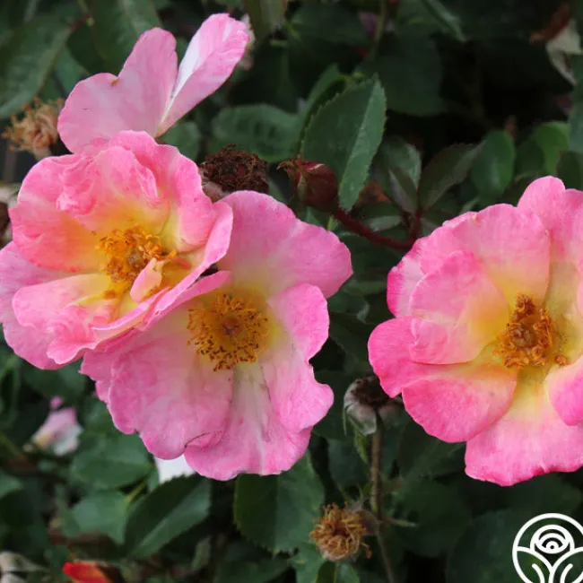 Watercolors Home Run®>Heirloom Roses Outlet