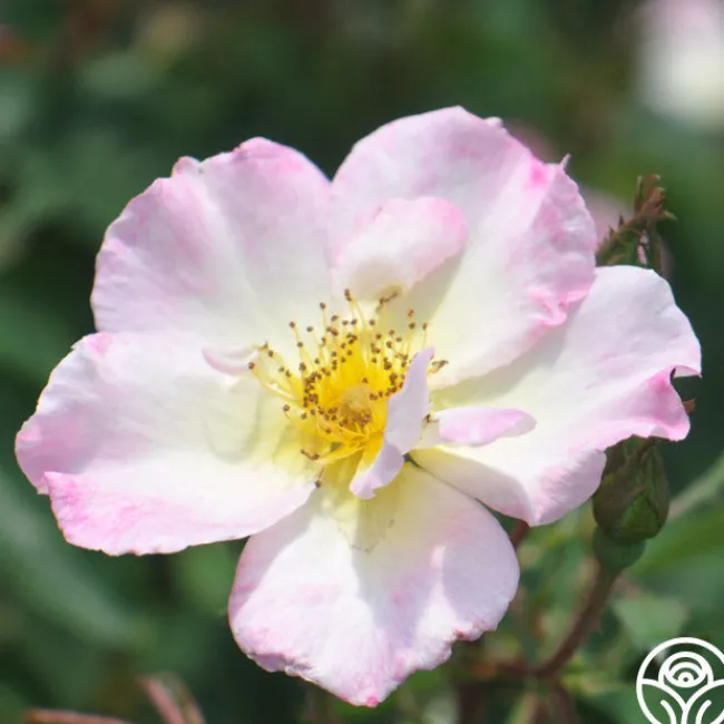 Watercolors Home Run®>Heirloom Roses Outlet