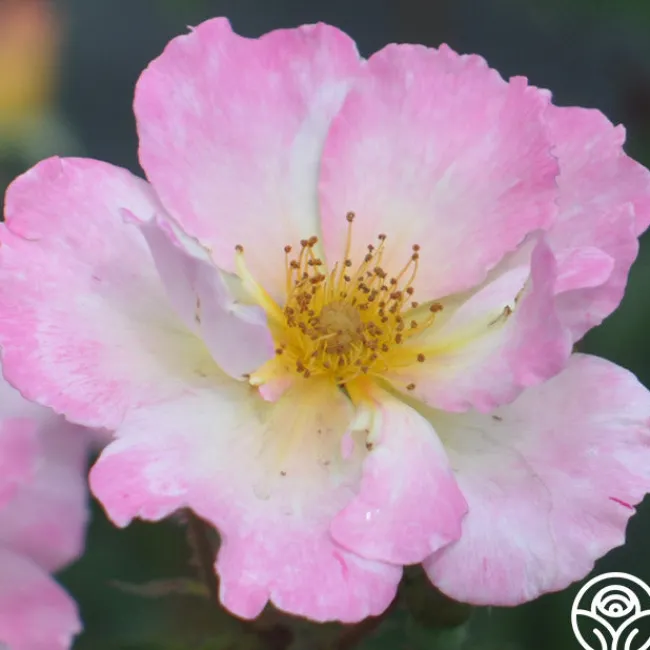 Watercolors Home Run®>Heirloom Roses Outlet