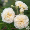 Wedding Garland>Heirloom Roses New