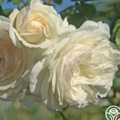 Wedding Garland><noscript><img width=