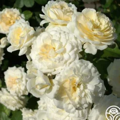 Wedding Garland><noscript><img width=