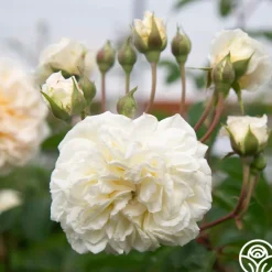 Wedding Garland><noscript><img width=