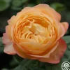 Well-Being™>Heirloom Roses Online