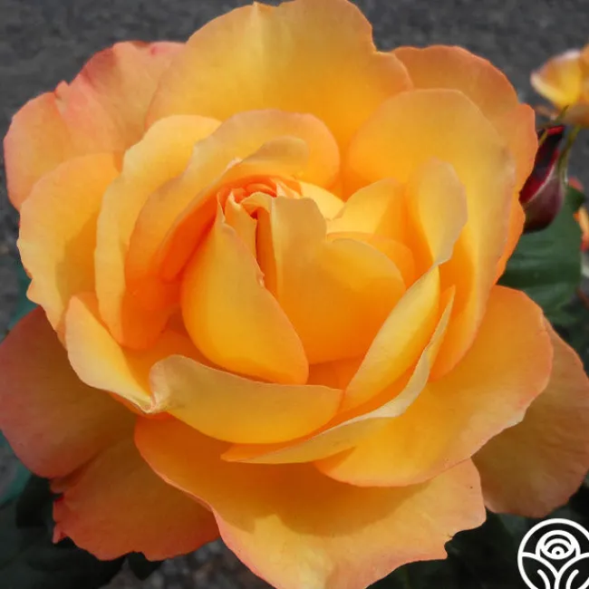 Well-Being™>Heirloom Roses Online
