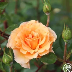 Welsh Gold™><noscript><img width=