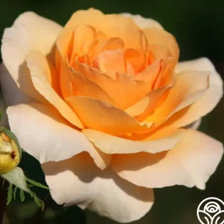 Welsh Gold™><noscript><img width=