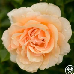 Welsh Gold™><noscript><img width=