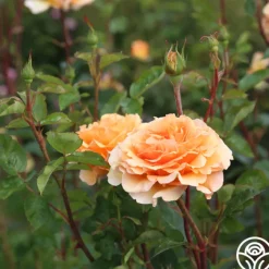 Welsh Gold™><noscript><img width=